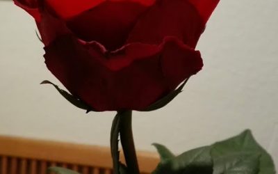 „Ich bin, was ich bin“ – eine Abbitte